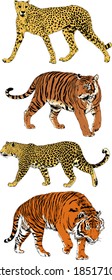vector drawings sketches different predator , tigers lions cheetahs and leopards are drawn in ink by hand , objects with no background