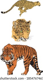 vector drawings sketches different predator , tigers lions cheetahs and leopards are drawn in ink by hand , objects with no background