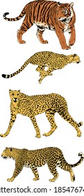 vector drawings sketches different predator , tigers lions cheetahs and leopards are drawn in ink by hand , objects with no background