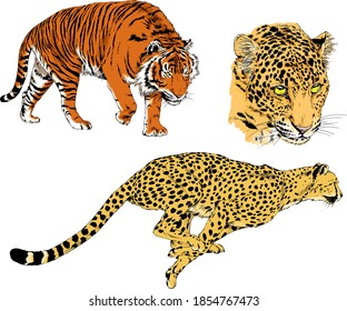 Vektorzeichnungen Skizzen verschiedener Raubfische , Tigerlions-Käetahs und Leoparden sind handgezeichnet, Objekte ohne Hintergrund