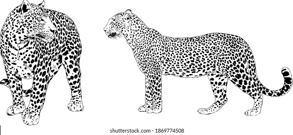 vector drawings sketches different predator , tigers, lions, cheetahs and leopards are drawn in ink by hand , objects with no background