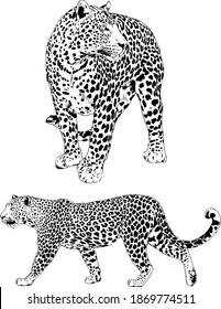 vector drawings sketches different predator , tigers, lions, cheetahs and leopards are drawn in ink by hand , objects with no background