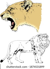 vector drawings sketches different predator , tigers, lions ,cheetahs and leopards are drawn in ink by hand , objects with no background