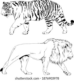 vector drawings sketches different predator , tigers, lions, cheetahs and leopards are drawn in ink by hand , objects with no background