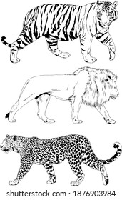 vector drawings sketches different predator , tigers, lions, cheetahs and leopards are drawn in ink by hand , objects with no background