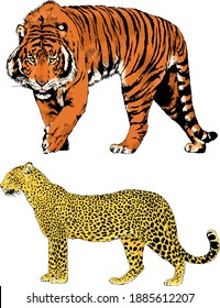 vector drawings sketches different predator , tigers lions cheetahs and leopards are drawn in ink by hand , objects with no background