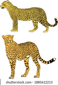 vector drawings sketches different predator , tigers lions cheetahs and leopards are drawn in ink by hand , objects with no background