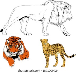 vector drawings sketches different predator , tigers lions cheetahs and leopards are drawn in ink by hand , objects with no background