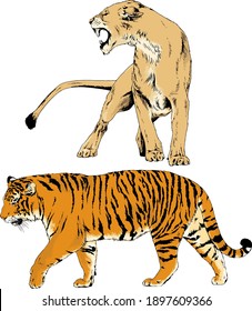 vector drawings sketches different predator , tigers lions cheetahs and leopards are drawn in ink by hand , objects with no background