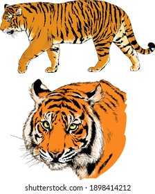 vector drawings sketches different predator , tigers lions cheetahs and leopards are drawn in ink by hand , objects with no background