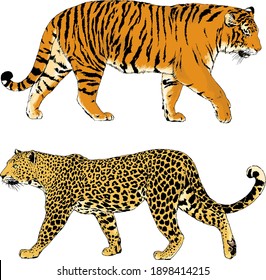 vector drawings sketches different predator , tigers lions cheetahs and leopards are drawn in ink by hand , objects with no background