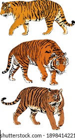 vector drawings sketches different predator , tigers lions cheetahs and leopards are drawn in ink by hand , objects with no background