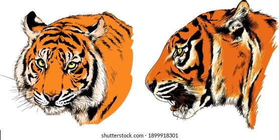 vector drawings sketches different predator , tigers lions cheetahs and leopards are drawn in ink by hand , objects with no background