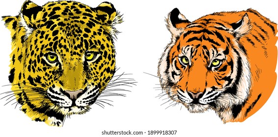 vector drawings sketches different predator , tigers lions cheetahs and leopards are drawn in ink by hand , objects with no background