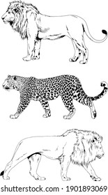 vector drawings sketches different predator , tigers, lions, cheetahs and leopards are drawn in ink by hand , objects with no background