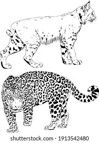 vector drawings sketches different predator , tigers lions cheetahs and leopards are drawn in ink by hand , objects with no background