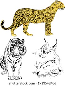 vector drawings sketches different predator , tigers lions cheetahs and leopards are drawn in ink by hand , objects with no background