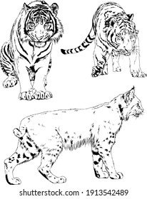 vector drawings sketches different predator , tigers lions cheetahs and leopards are drawn in ink by hand , objects with no background