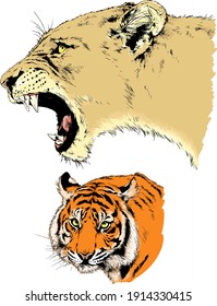 vector drawings sketches different predator , tigers ,lions ,cheetahs and leopards are drawn in ink by hand , objects with no background