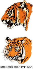 vector drawings sketches different predator , tigers ,lions ,cheetahs and leopards are drawn in ink by hand , objects with no background