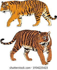 vector drawings sketches different predator , tigers lions cheetahs and leopards are drawn in ink by hand , objects with no background