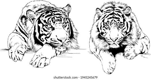 vector drawings sketches different predator , tigers lions cheetahs and leopards are drawn in ink by hand , objects with no background