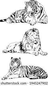 vector drawings sketches different predator , tigers lions cheetahs and leopards are drawn in ink by hand , objects with no background