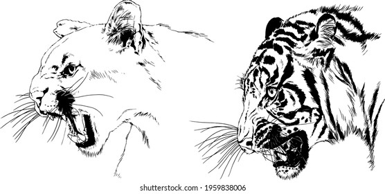 vector drawings sketches different predator , tigers lions cheetahs and leopards are drawn in ink by hand , objects with no background