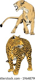 vector drawings sketches different predator , tigers lions cheetahs and leopards are drawn in ink by hand , objects with no background