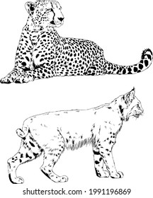vector drawings sketches different predator , tigers, lions, cheetahs and leopards are drawn in ink by hand , objects with no background