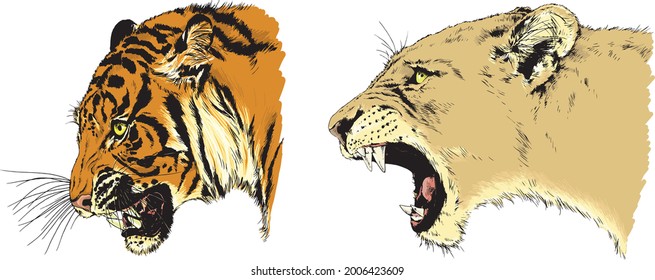 vector drawings sketches different predator , tigers, lions, cheetahs and leopards are drawn in ink by hand , objects with no background