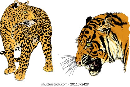 vector drawings sketches different predator , tigers lions cheetahs and leopards are drawn in ink by hand , objects with no background