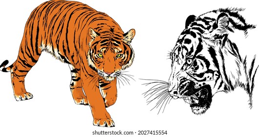 vector drawings sketches different predator , tigers lions cheetahs and leopards are drawn in ink by hand , objects with no background