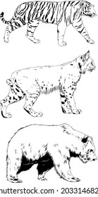 vector drawings sketches different predator , tigers lions cheetahs and leopards are drawn in ink by hand , objects with no background