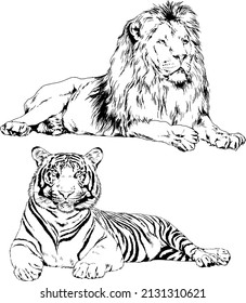 vector drawings sketches different predator , tigers lions cheetahs and leopards are drawn in ink by hand , objects with no background