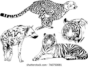 vector drawings sketches different predator , tigers lions cheetahs and leopards are drawn in ink by hand , objects with no background