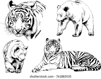 vector drawings sketches different predator , tigers lions cheetahs and leopards are drawn in ink by hand , objects with no background