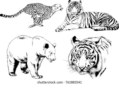 vector drawings sketches different predator , tigers lions cheetahs and leopards are drawn in ink by hand , objects with no background