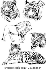 vector drawings sketches different predator , tigers lions cheetahs and leopards are drawn in ink by hand , objects with no background