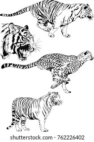 vector drawings sketches different predator , tigers lions cheetahs and leopards are drawn in ink by hand , objects with no background