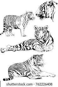 vector drawings sketches different predator , tigers lions cheetahs and leopards are drawn in ink by hand , objects with no background