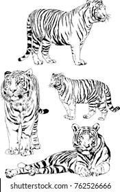 vector drawings sketches different predator , tigers lions cheetahs and leopards are drawn in ink by hand , objects with no background