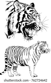vector drawings sketches different predator , tigers lions cheetahs and leopards are drawn in ink by hand , objects with no background