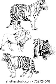 vector drawings sketches different predator , tigers lions cheetahs and leopards are drawn in ink by hand , objects with no background