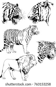 vector drawings sketches different predator , tigers lions cheetahs and leopards are drawn in ink by hand , objects with no background
