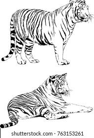vector drawings sketches different predator , tigers lions cheetahs and leopards are drawn in ink by hand , objects with no background