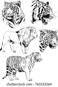 vector drawings sketches different predator , tigers lions cheetahs and leopards are drawn in ink by hand , objects with no background