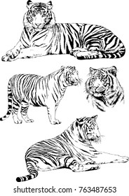 vector drawings sketches different predator , tigers lions cheetahs and leopards are drawn in ink by hand , objects with no background