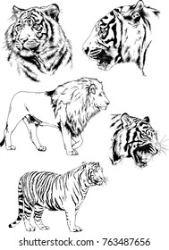 vector drawings sketches different predator , tigers lions cheetahs and leopards are drawn in ink by hand , objects with no background