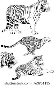 vector drawings sketches different predator , tigers lions cheetahs and leopards are drawn in ink by hand , objects with no background